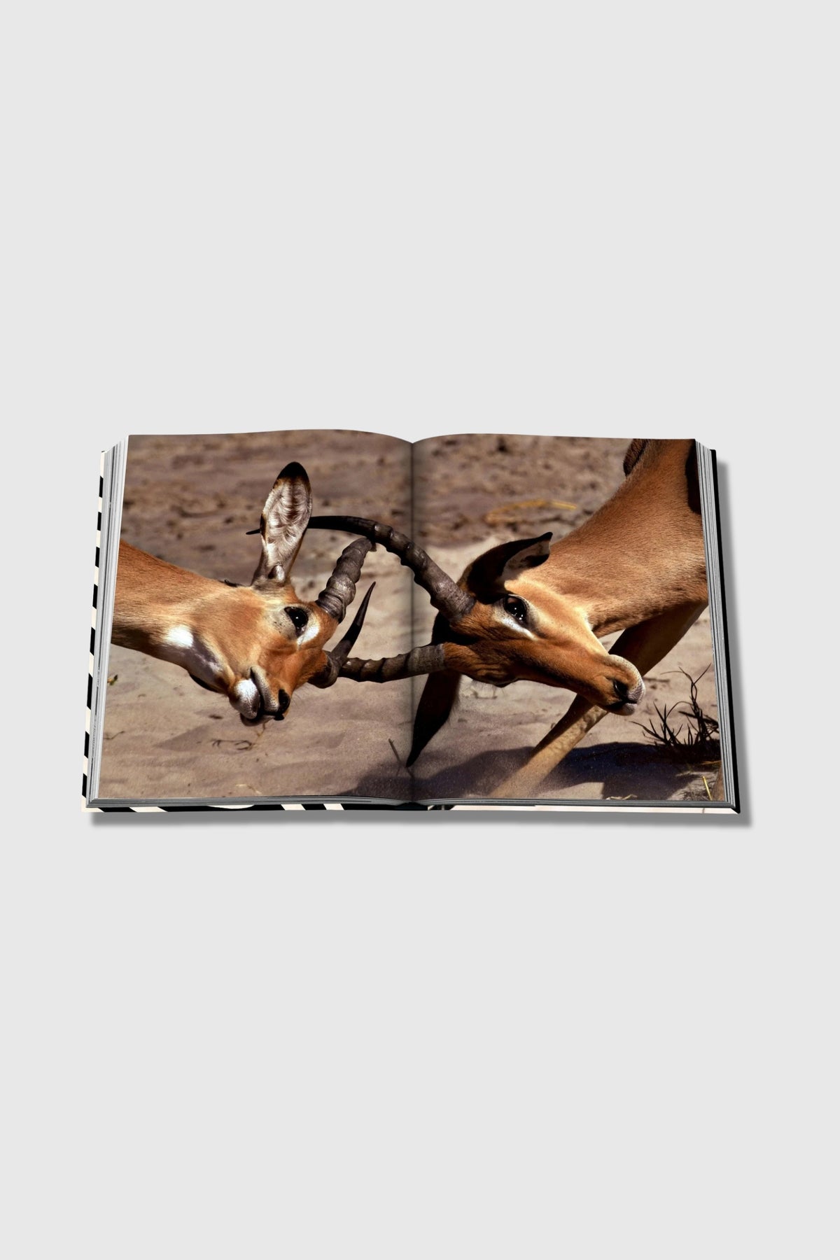 Assouline African Adventures: The Greatest Safari on Earth